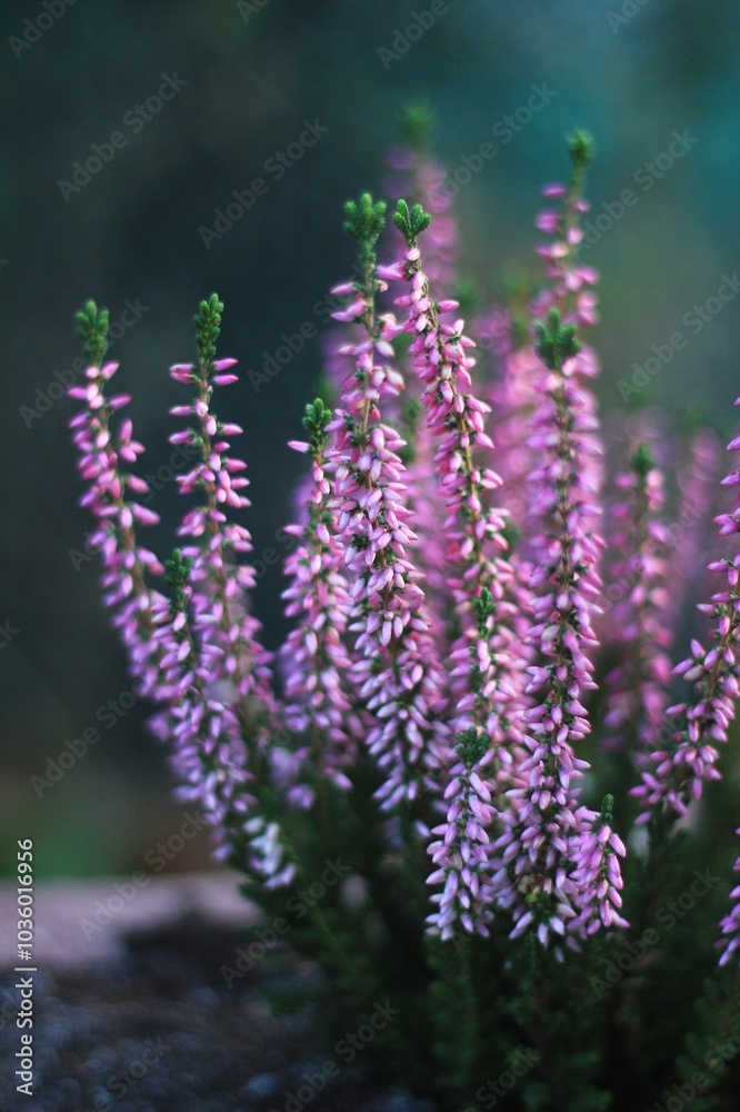 Obraz premium pink heather blooms beautifully in the garden