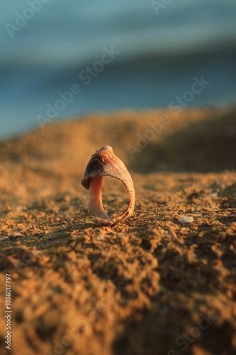 beautiful sea shells on a rock by the sea