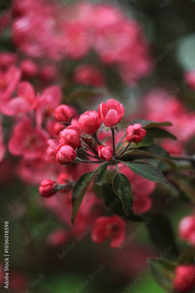 Pink flowers with green leaves, spring Pink flowers with green leaves, spring
