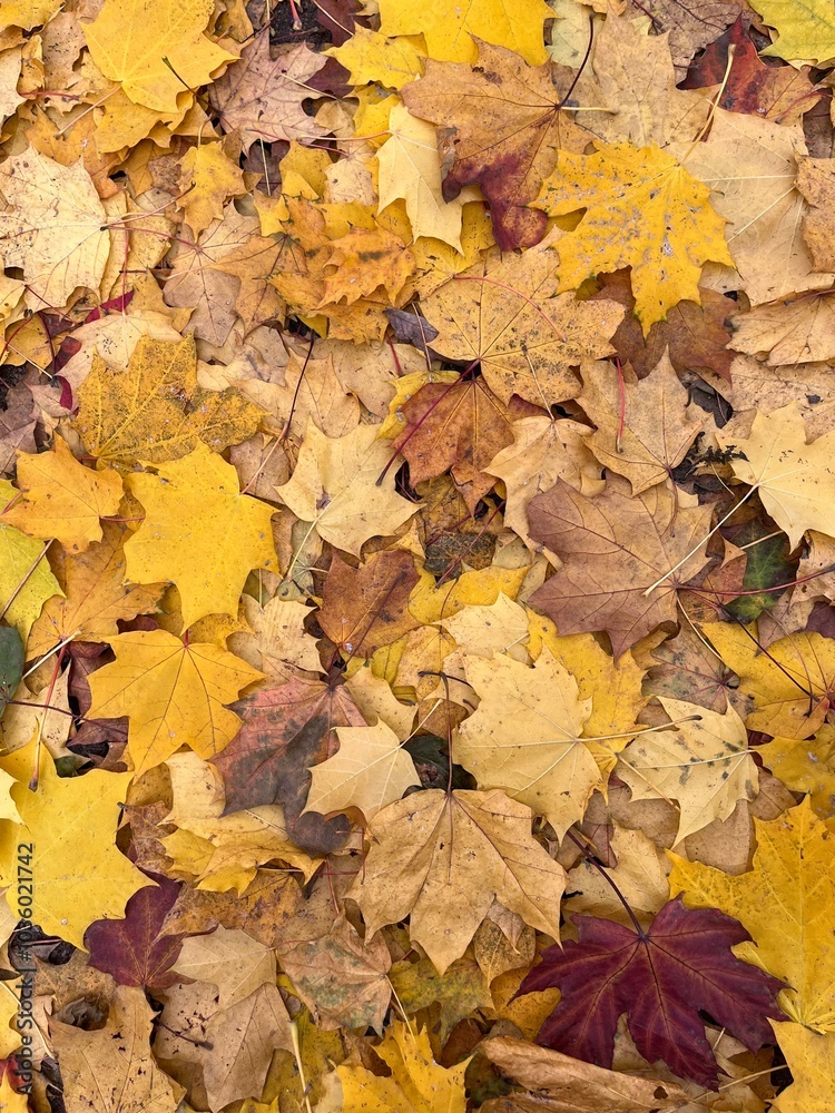 autumn leaves background autumn leaves background
