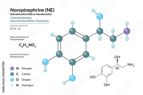 Norepinephrine (NE) or Noradrenaline (NA). Structural Chemical Formula and 3d Model of Molecule. C8H11NO3. Atoms with Color Coding. Vector Graphic Illustration for Educational and Scientific Materials