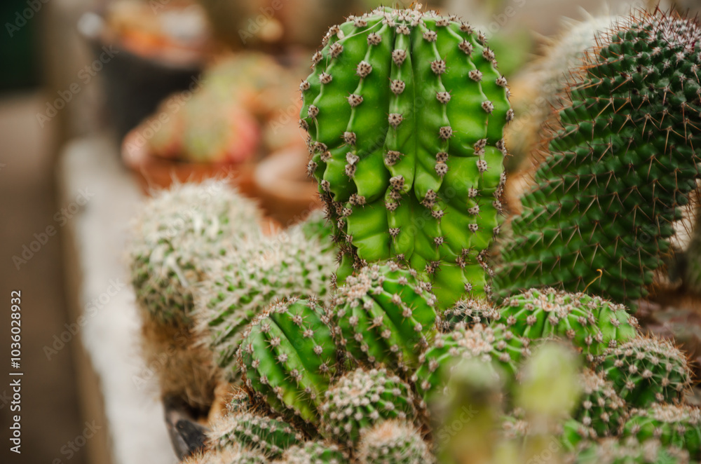 succulents and potted cacti for home decoration, interior and botanical garden decoration succulents and potted cacti for home decoration, interior and botanical garden decoration