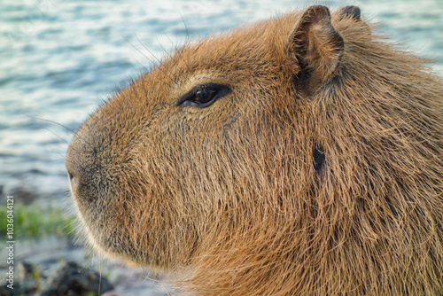 closeup view of adult capybara, Hydrochoerus hydrochaeris, on the edge of lake