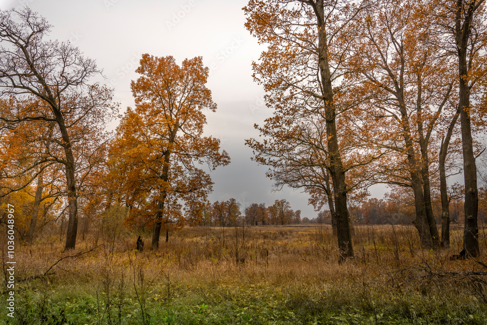 A field of trees with a cloudy sky in the background A field of trees with a cloudy sky in the background