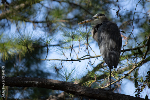 Heron in a tree