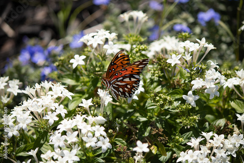 butterfly on a flower