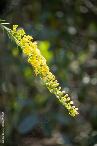 flowers of a tree