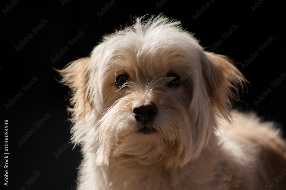 Retrato de un adorable perro peludo café mirando a cámara aislado en negro Retrato de un adorable perro peludo café mirando a cámara aislado en negro