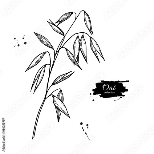 Oat ears vector drawing. Oat plant hand drawn sketch illustration. Branch with seeds, spike. 