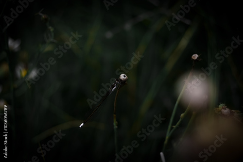 Photos dew on the grass
