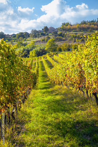 Vineyards of Monferrato hilly region (Piedmont, Italy), during late fall. Monferrato-Langhe-Roero are Italian winery areas, UNESCO Sites since 2014.