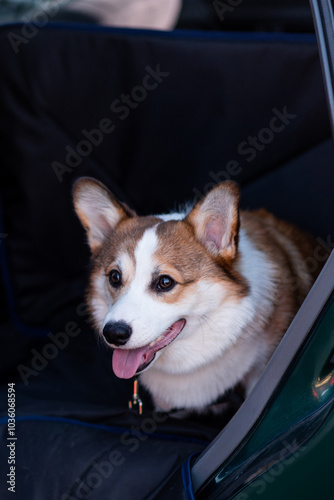 Pembroke Welsh Corgi puppy sits strapped into a car hammock in the back seat of a car. Happy little dog. Auto travel with a dog photo