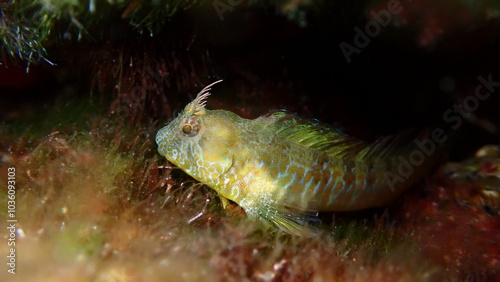 Surprise blenny (Parablennius incognitus) close-up undersea, Aegean Sea, Greece, Halkidiki, Kakoudia beach photo