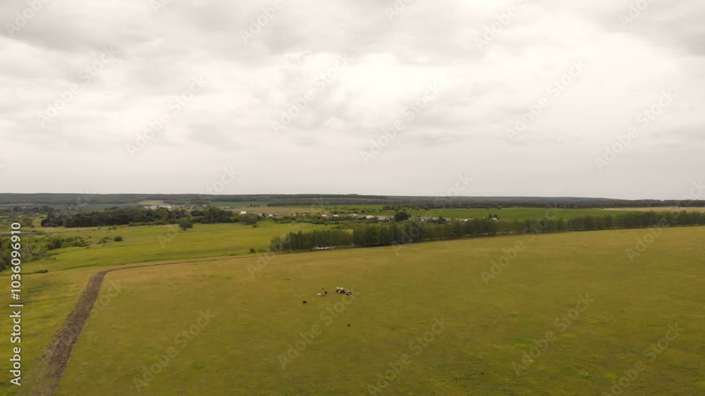 Herd of cows Herd of cows