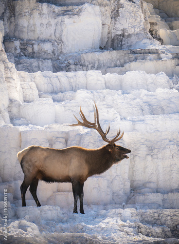 Elk in a national park