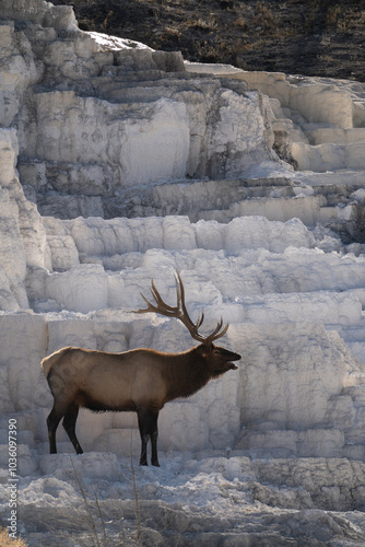 Elk in national park