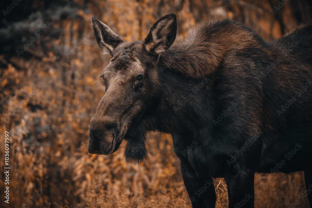 A moose amongst fall foliage in Colorado A moose amongst fall foliage in Colorado