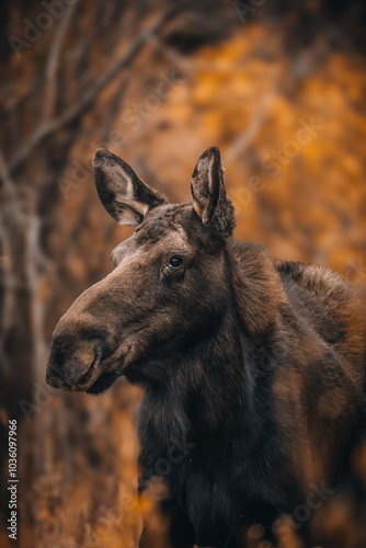 A moose in fall foliage in Colorado