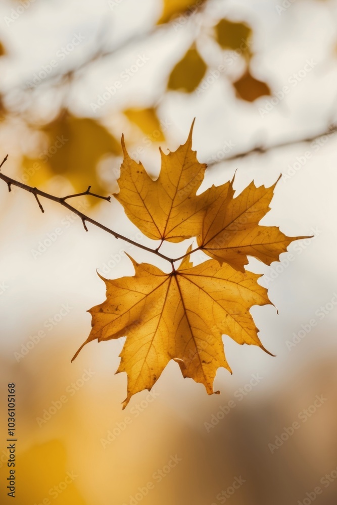 Golden Autumn Leaves on Branch Autumn Sunny Background, Yellow Tree Leaves in Sun Light. Golden Autumn Leaves on Branch Autumn Sunny Background, Yellow Tree Leaves in Sun Light.