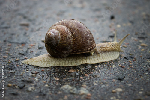 Garden snail, helix pomatia, grapevine snail, close up on asphalt after rain. macro