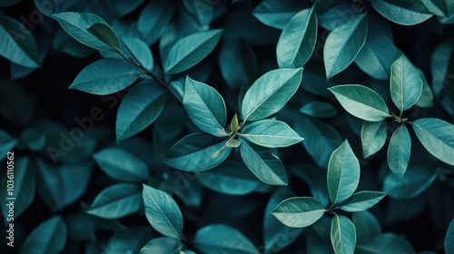 Close up of vibrant dark green foliage on a tree showcasing the beauty of nature