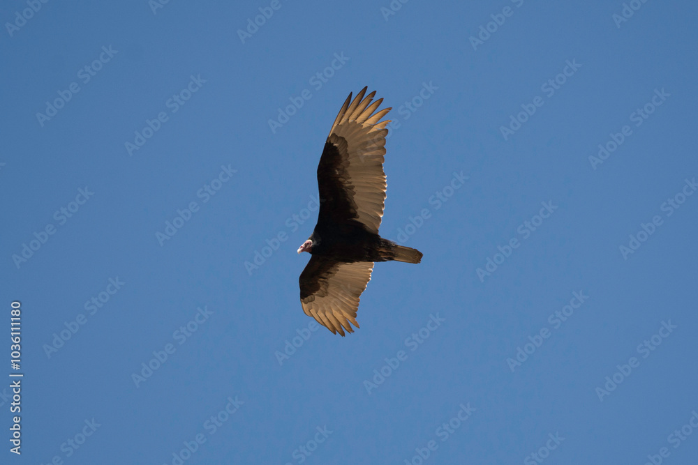 Obraz premium Ave - Bird