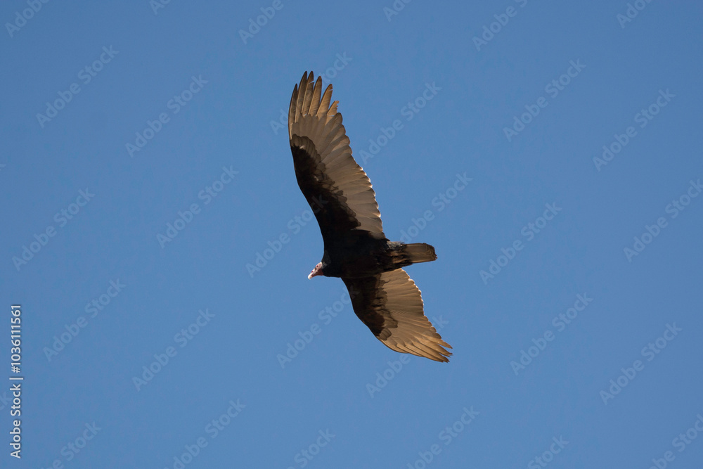 Fototapeta premium Ave - Bird