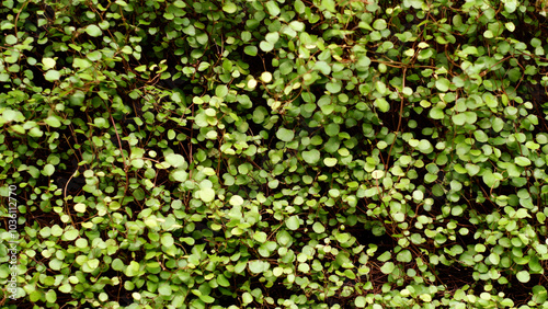 Small green leaves create a natural backdrop. Green texture in close-up. Green leaves with natural pattern on wallpaper.