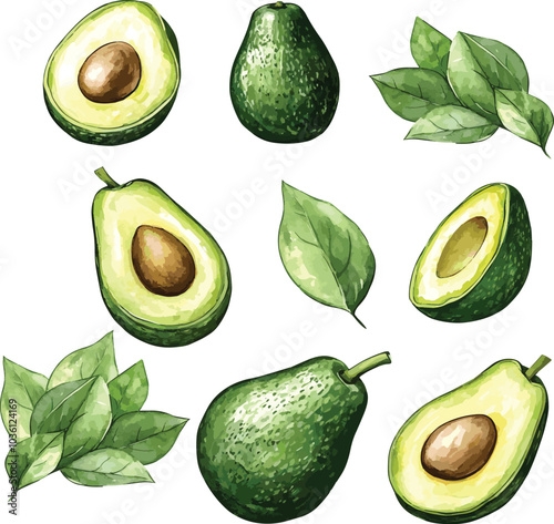 vector set of avocado isolated on white