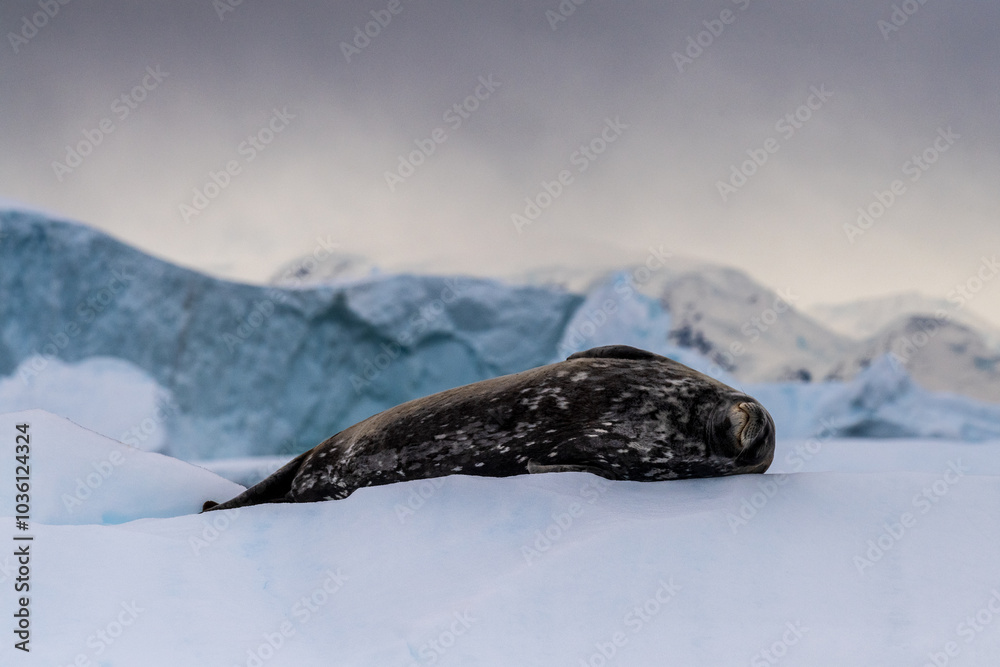 Obraz premium Close-up of a Weddell seal -Leptonychotes weddellii- resting on a small iceberg near Cuverville Island on the Antarctic peninsula