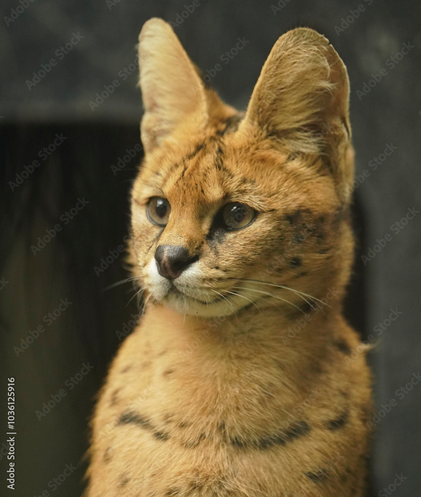 Serval portrait. Leptailurus serval cat Serval portrait. Leptailurus serval cat