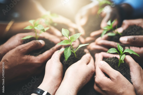 People, teamwork and hands with sprout in soil for sustainability, eco friendly charity project or climate change. NGO volunteer group, plant growth and ecology outdoor for environment responsibility