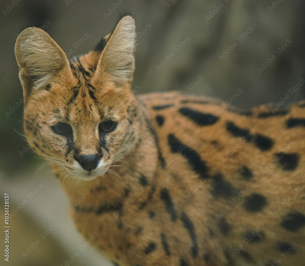 Serval portrait. Leptailurus serval cat
