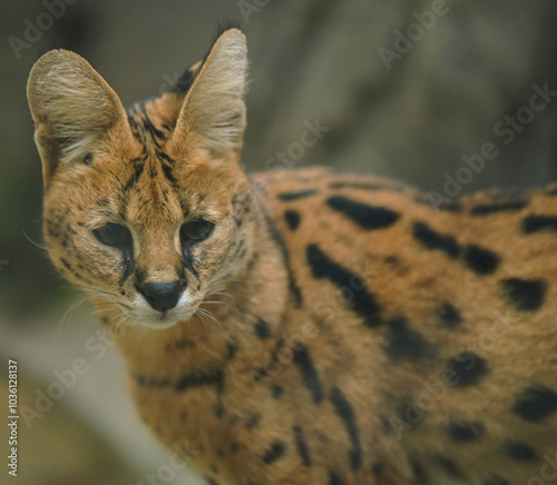 Serval portrait. Leptailurus serval cat photo