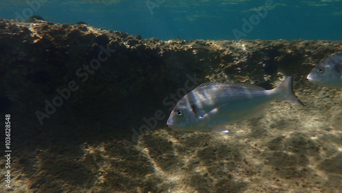 Gilthead seabream or gilt-head bream, gilthead (Sparus aurata) undersea, Aegean Sea, Greece, Halkidiki, Kakoudia beach
 photo