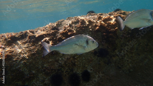 Gilthead seabream or gilt-head bream, gilthead (Sparus aurata) undersea, Aegean Sea, Greece, Halkidiki, Kakoudia beach
