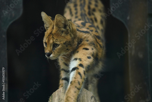 A cute-looking yet fierce serval in a zoo. photo