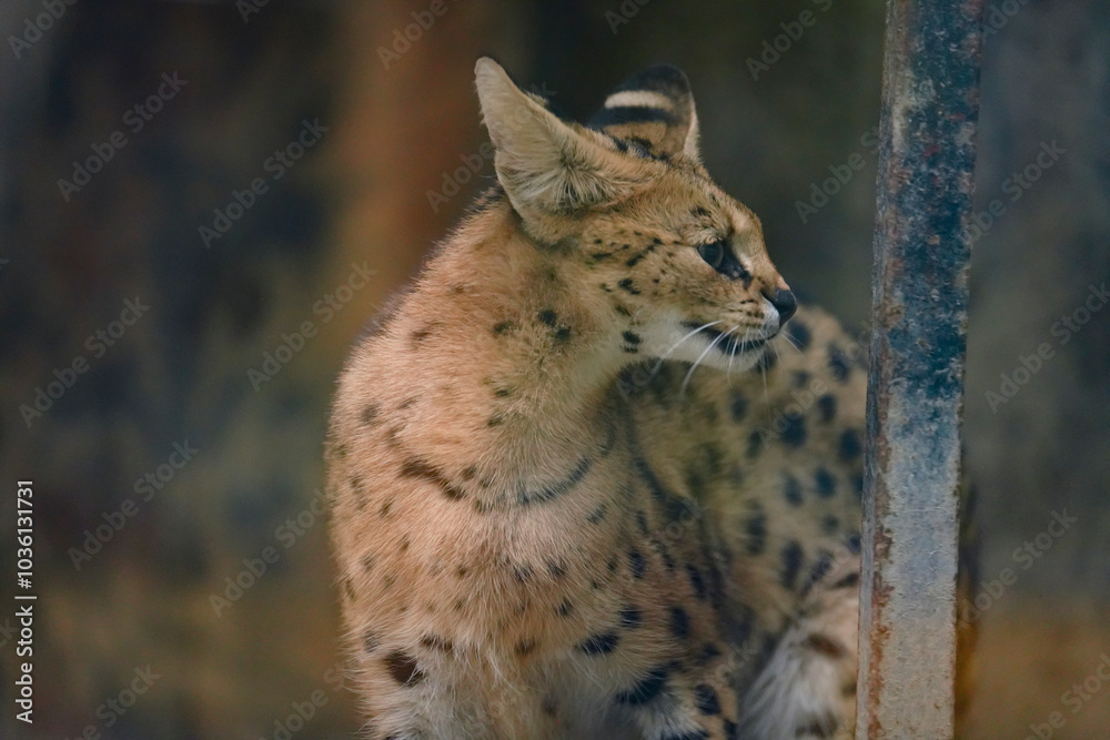 A cute-looking yet fierce serval in a zoo. A cute-looking yet fierce serval in a zoo.