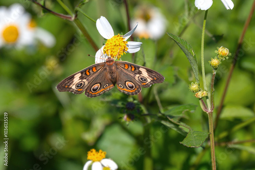 Common Buckeye Butterfly, identified by the conspicuous round spots on its wings, feeds on a Spanish Needle blossom in a field on Sullivan's Island, SC, USA. photo