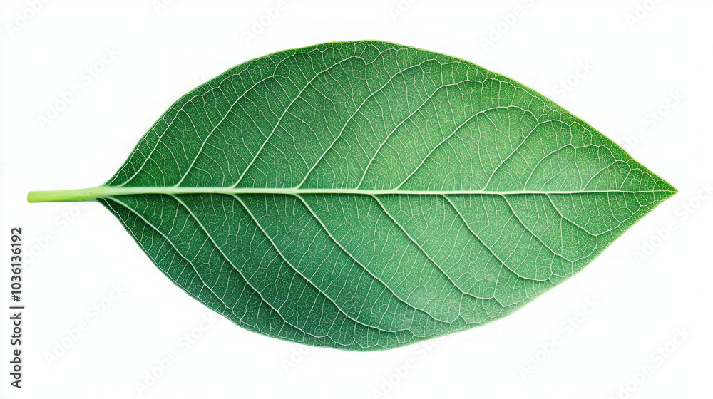 A single green leaf isolated on a white background. A single green leaf isolated on a white background.