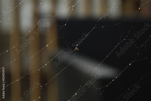 spider web with dew drops