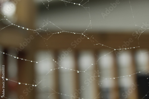spider web with dew drops