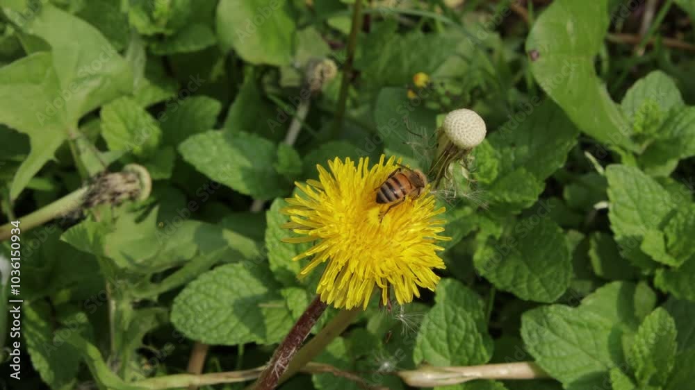 A Little Bee