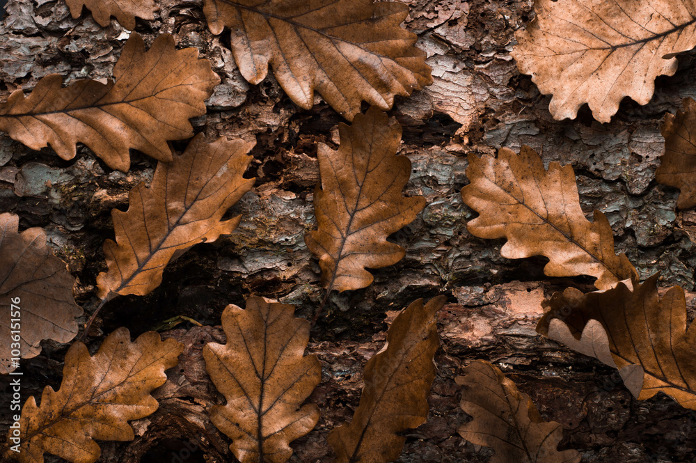 Elegant oak leaves on tree bark - Customizable Space for Your Inscriptions Elegant oak leaves on tree bark - Customizable Space for Your Inscriptions