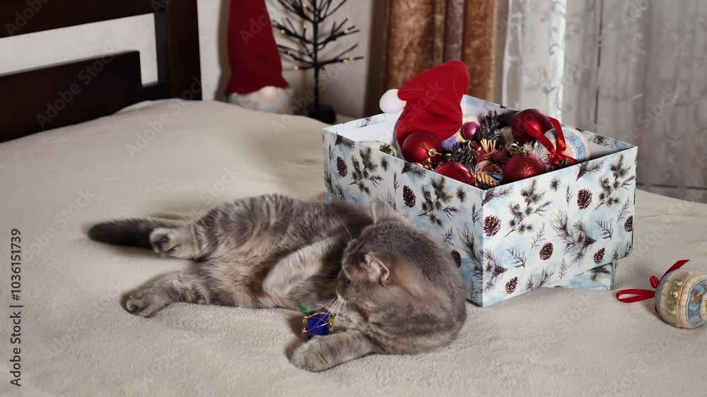 Scottish straight cat lying on bed in New Year, Christmas time with pet on the eve of the holidays 2025 at home Scottish straight cat lying on bed in New Year, Christmas time with pet on the eve of the holidays 2025 at home
