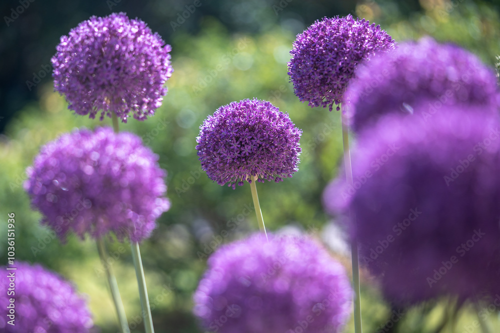 Purple Giant Onion, Allium giganteum in green garden. Nature, vibrant flora, pollinator attraction, seasonal blooms, biodiversity enhancement, rural plants, gardening and cultivation Purple Giant Onion, Allium giganteum in green garden. Nature, vibrant flora, pollinator attraction, seasonal blooms, biodiversity enhancement, rural plants, gardening and cultivation