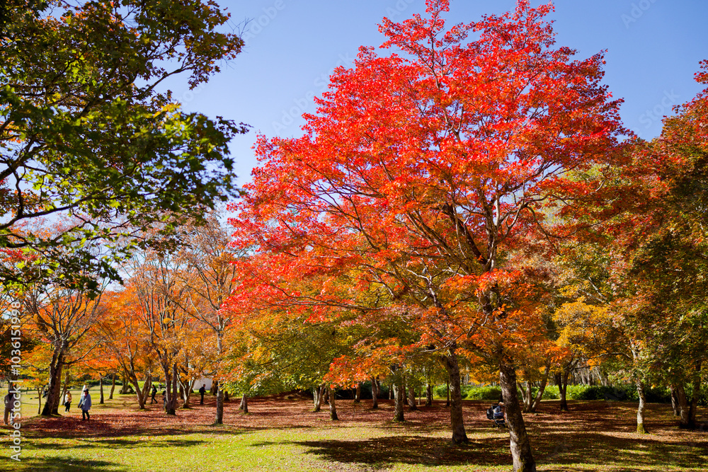 Naklejka premium 北海道の紅葉