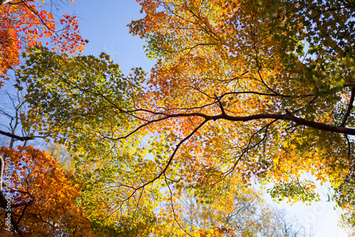 北海道の紅葉