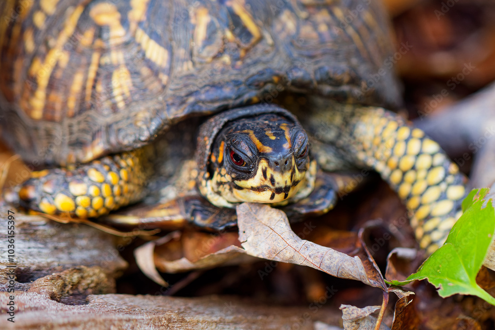 The eastern box turtle (Terrapene carolina carolina). A land turtle basking in an oak forest The eastern box turtle (Terrapene carolina carolina). A land turtle basking in an oak forest