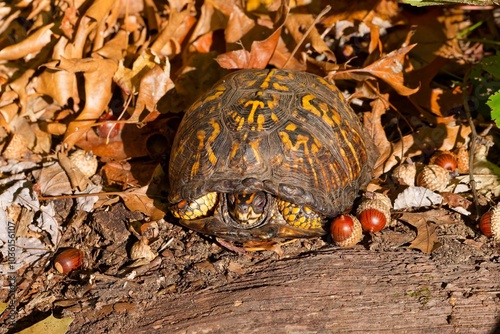 The eastern box turtle (Terrapene carolina carolina). A land turtle basking in an oak forest photo